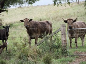 2012-12-09-46 Bonnie, Murray and Sweetie (c) Jason Grossman.jpg